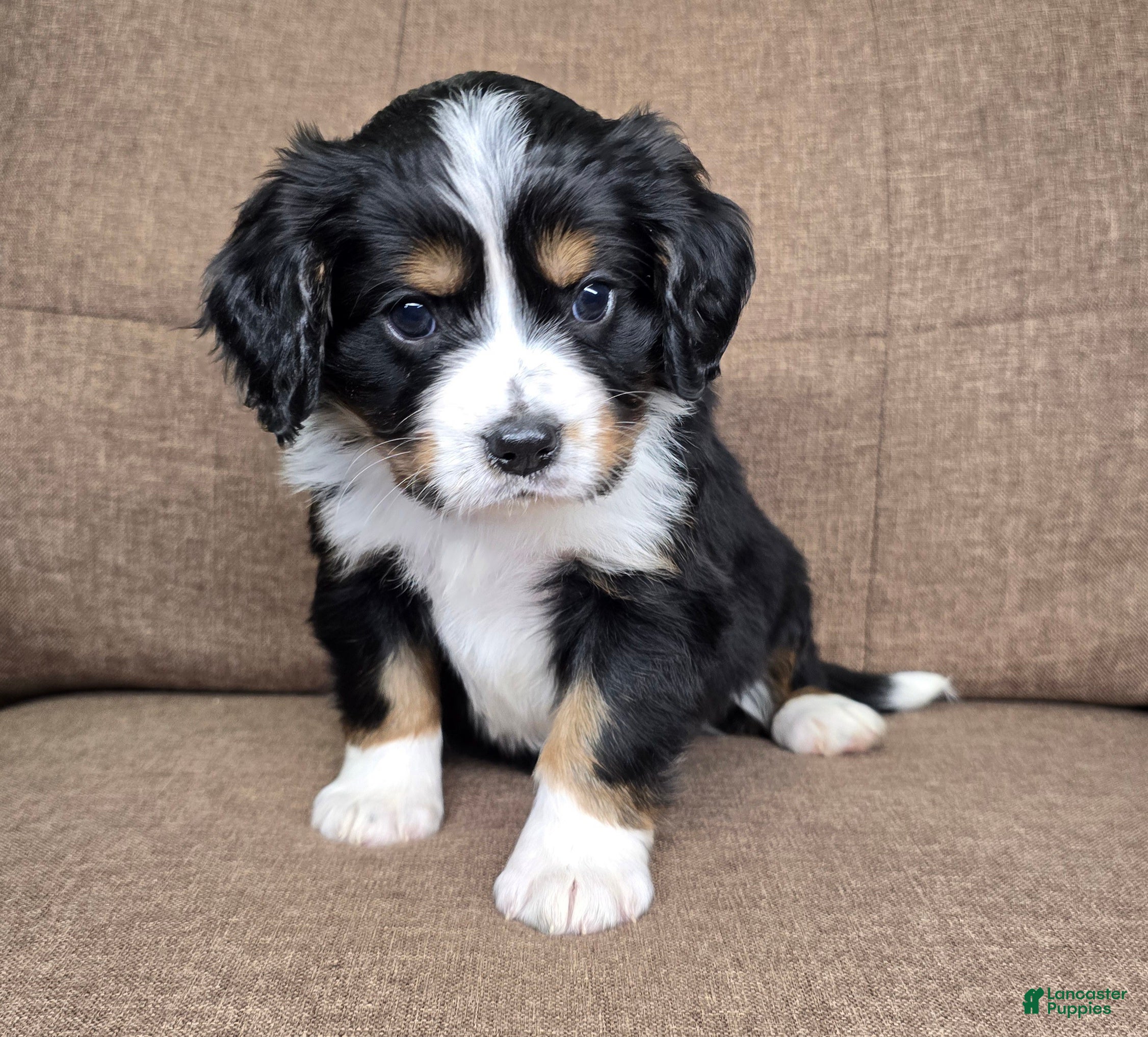 Miniature Bernese Mountain Dog dogs Dublin - Ad 1