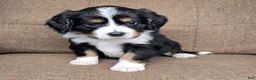Miniature Bernese Mountain Dog dogs for sale: Sorrento [Reserved] - Ad 13