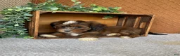 Havanese dogs for sale: Lisa  - Ad 3