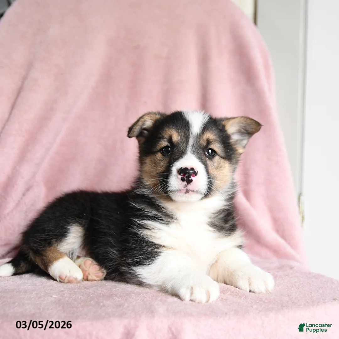 Mixed Breed dogs for sale: Peanut Butter Ripple - Ad 2