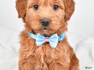 Mini Goldendoodle dogs Brent - Ad 21