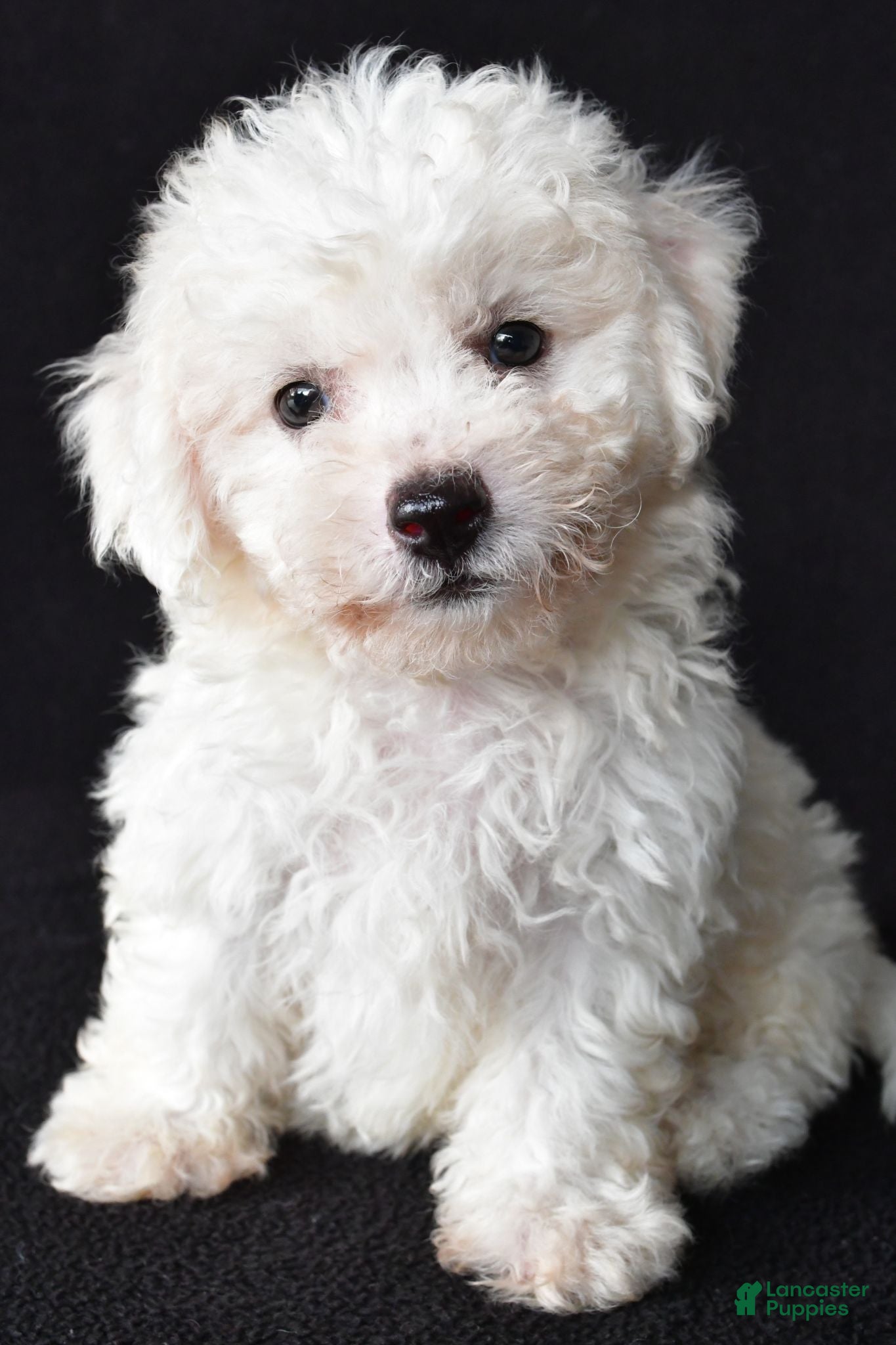 Bichon Frise dogs Butch - Ad 1