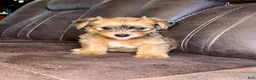 Yorkshire Terrier dogs for sale: Yorkshire Terrier 3 - Ad 3