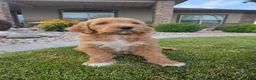 Goldendoodle dogs for sale: Benny - Ad 2