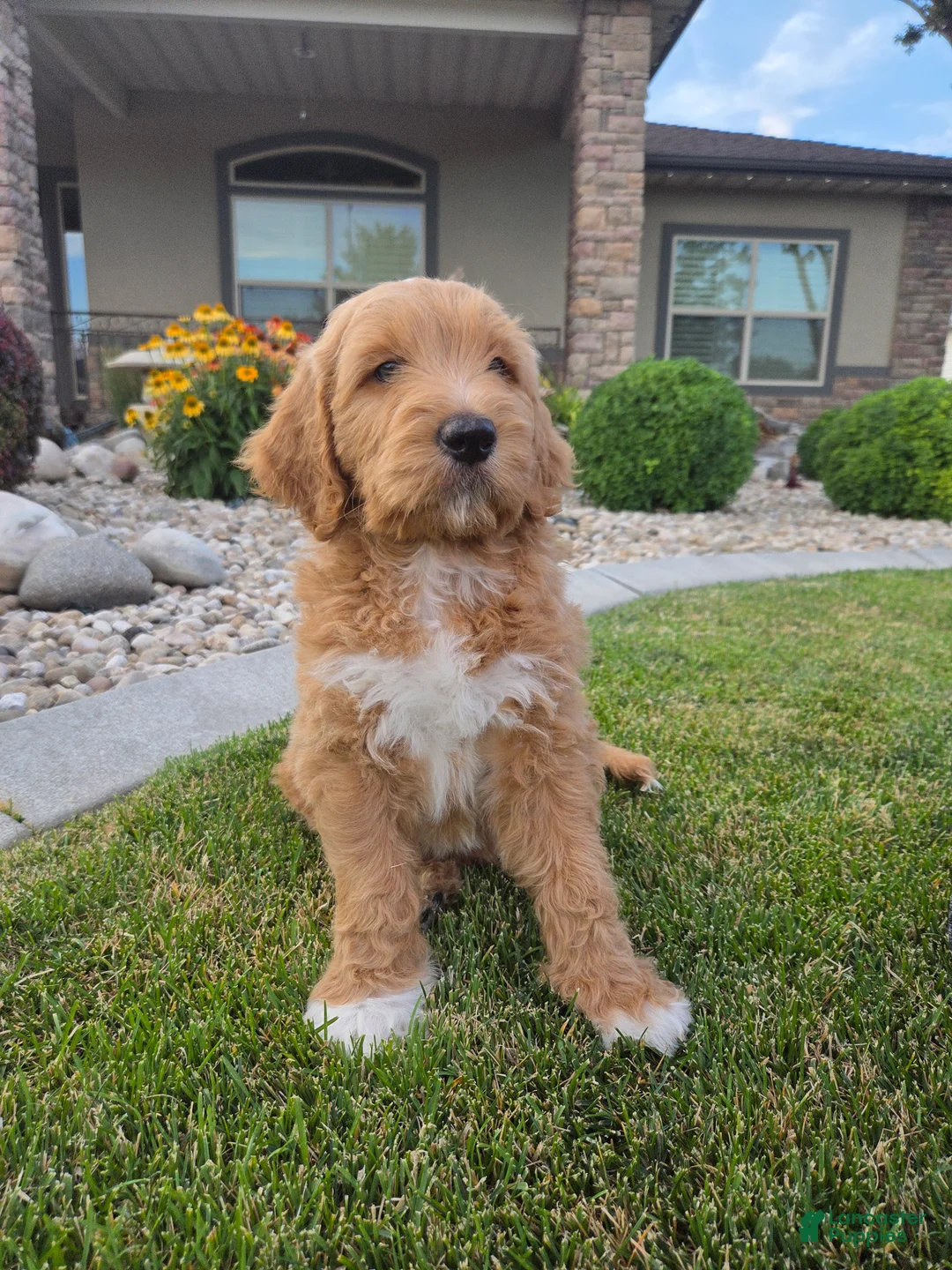 Goldendoodle dogs for sale: Benny - Ad 2