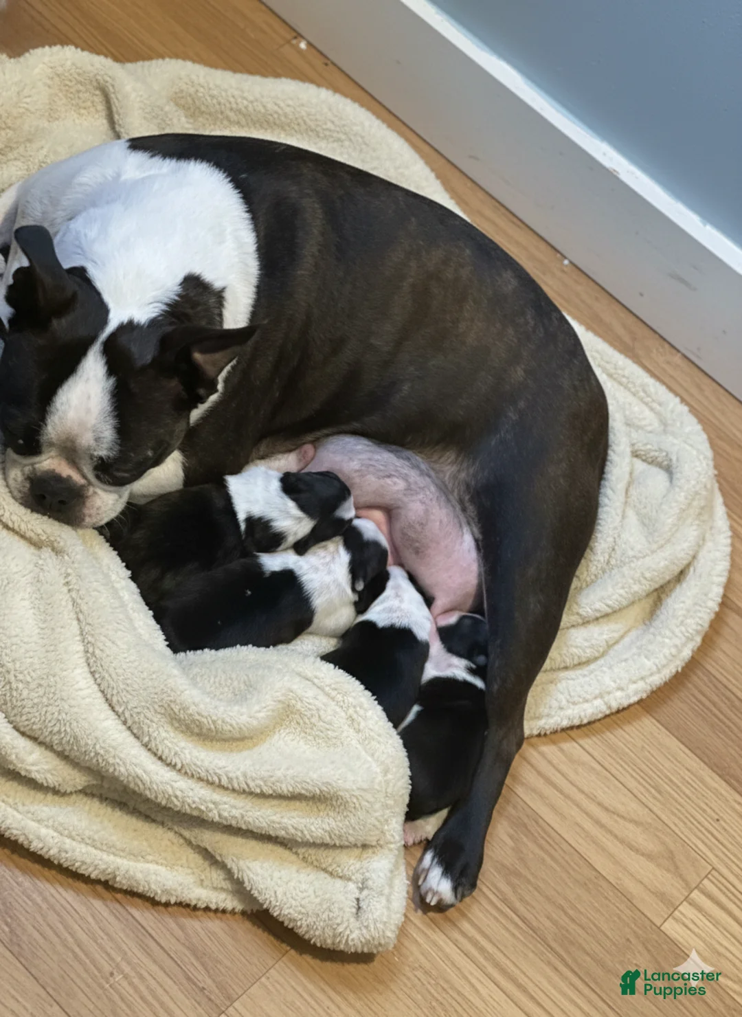 Boston Terrier dogs for sale: Boston Terrier Puppy 4 - Ad 3