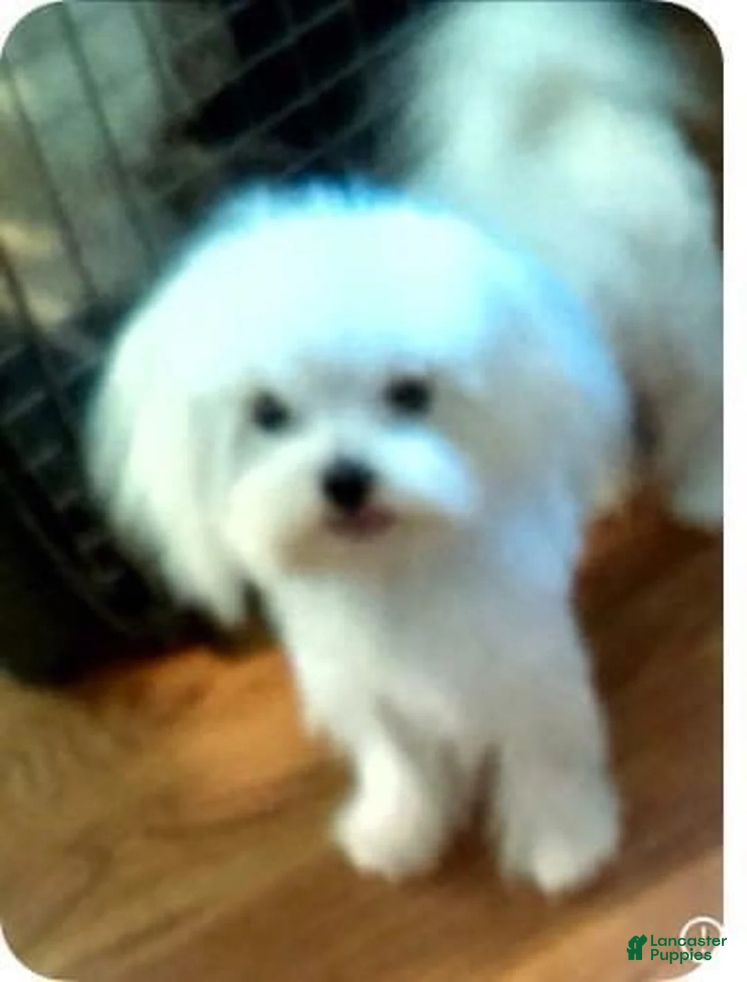 Maltese dogs for sale: Maltese Puppy 1 - Ad 4