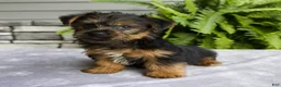 Yorkshire Terrier dogs for sale: Koby - Ad 6