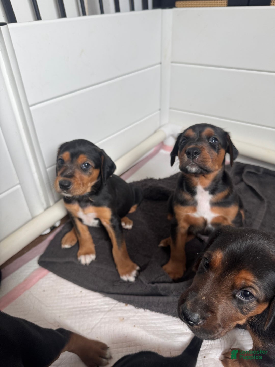 Mixed Breed dogs for sale: Mixed Breed Puppy 4 - Ad 22