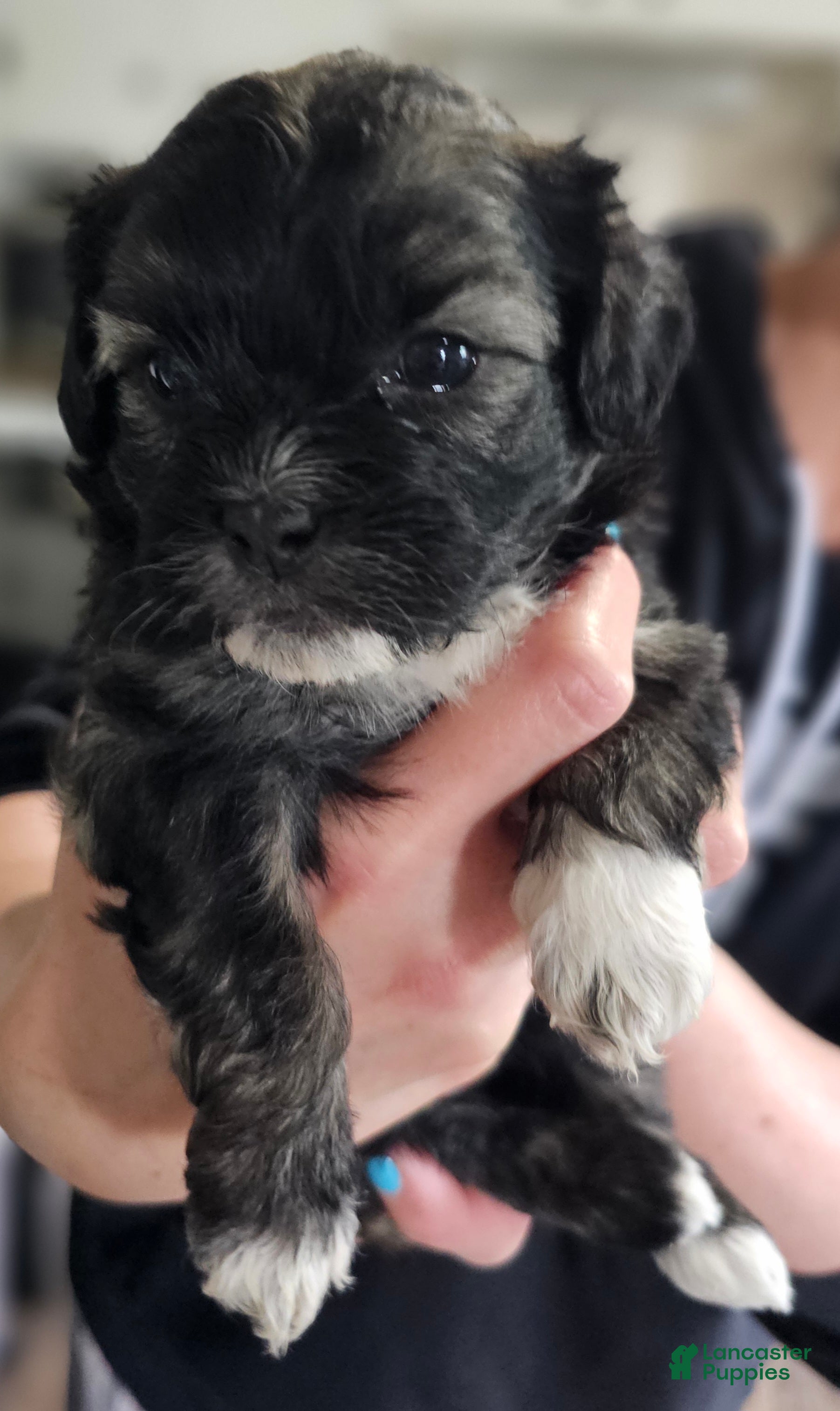 Teddy Bear dogs Sara - Ad 2