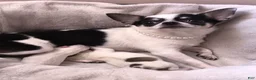 Chihuahua dogs for sale: Chihuahua 3 - Ad 2