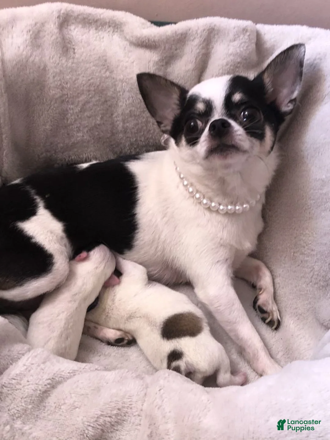 Chihuahua dogs for sale: Chihuahua 3 - Ad 2