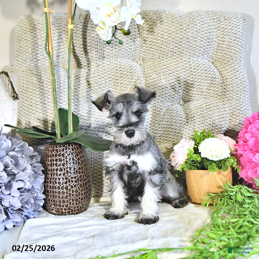 Miniature Schnauzer dogs Myla - Ad 1