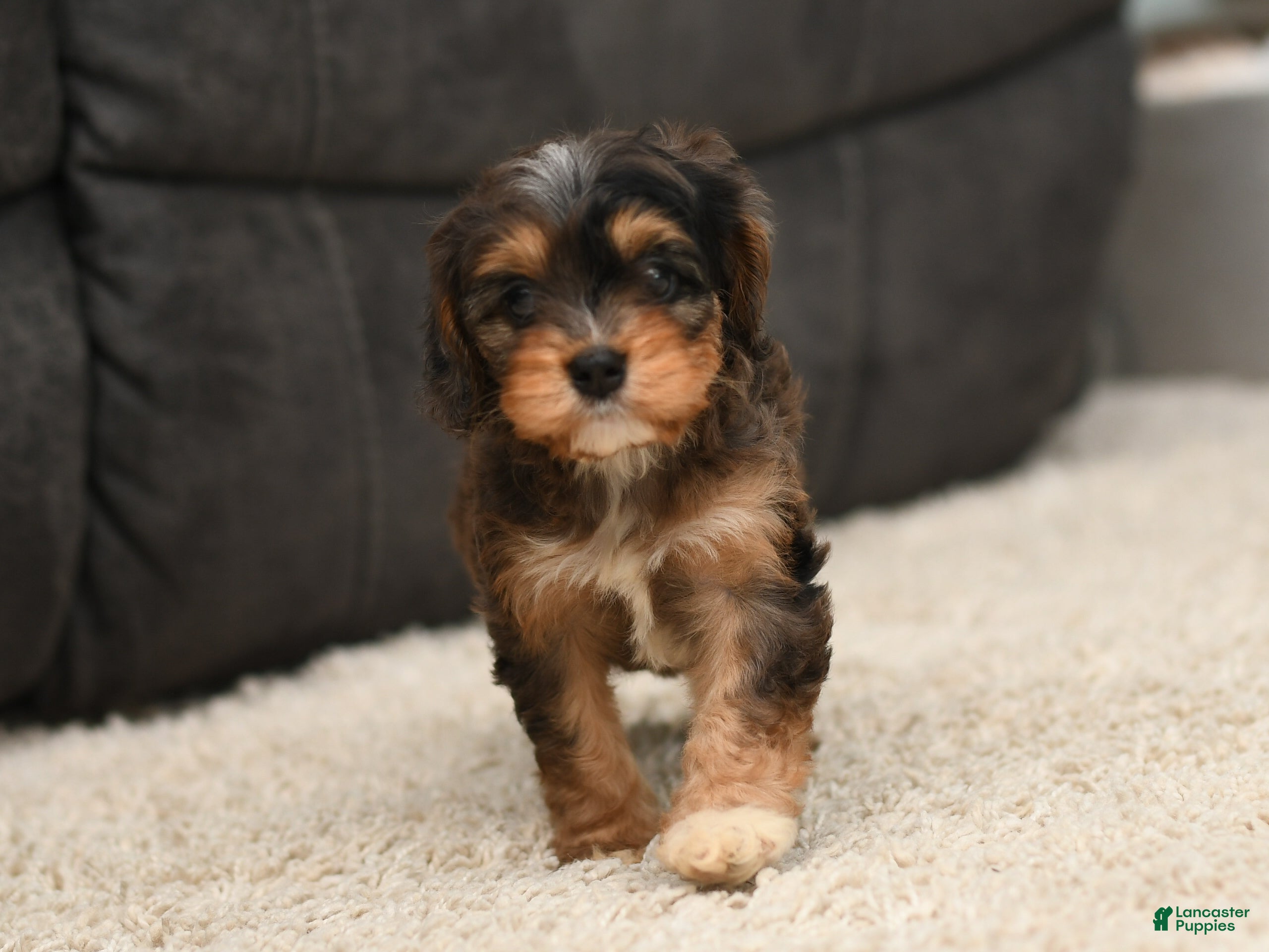 Cavapoo dogs Chloe - Ad 1