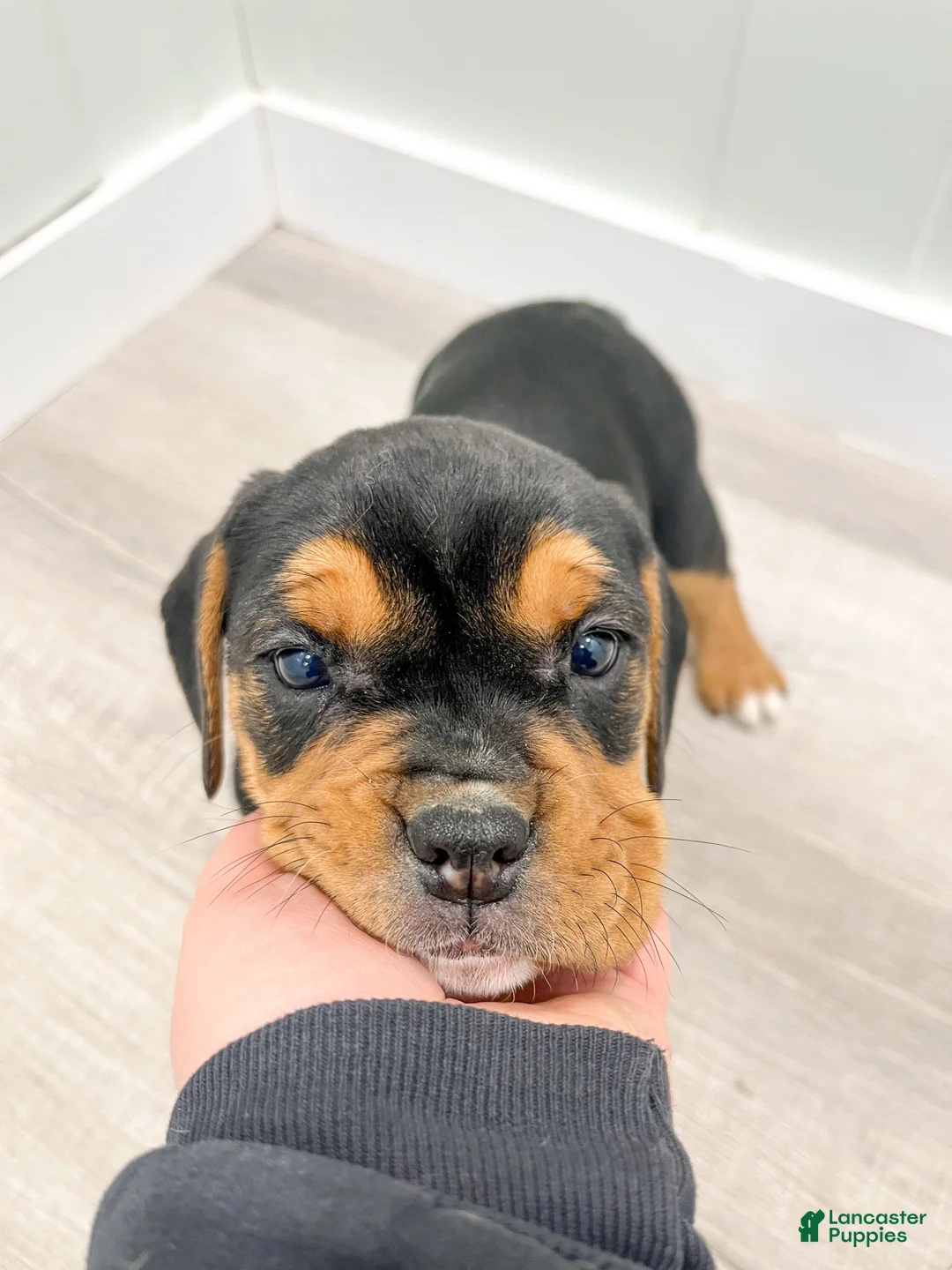 Mixed Breed dogs for sale: Ginger - Ad 7