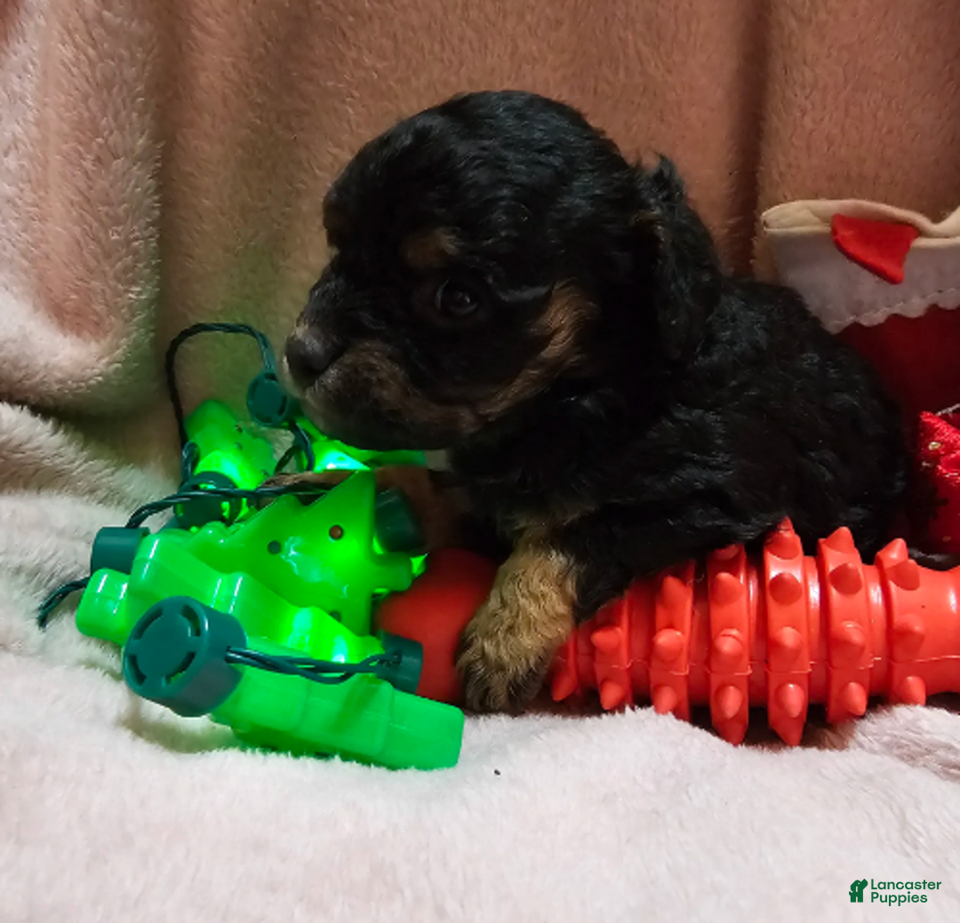 Cavapoo dogs for sale: Apple - Ad 2