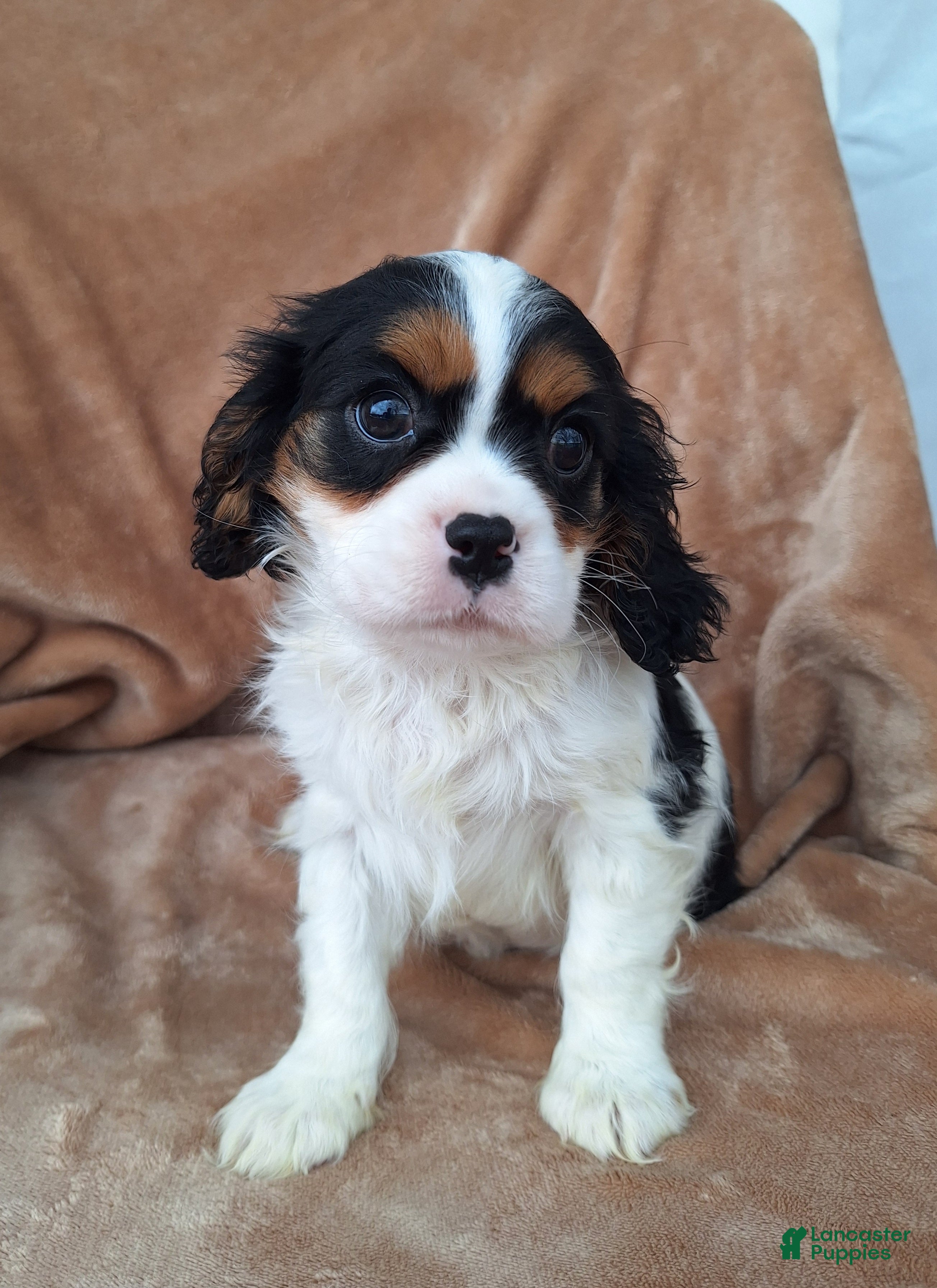 Cavalier King Charles Spaniel dogs Max - Ad 2