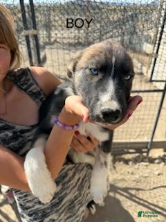 Mixed Breed dogs for sale: Boy 3 - Ad 25