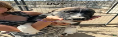Boy 3