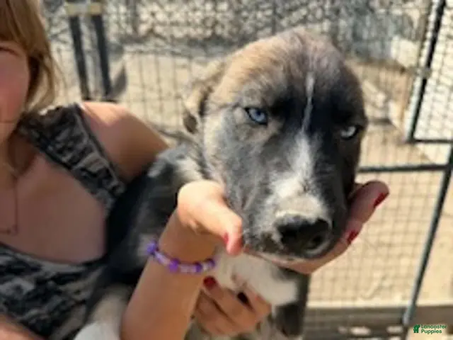 Mixed Breed dogs for sale: Boy 3 - Ad 25