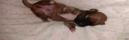 Chihuahua dogs for sale: Chihuahua 1 - Ad 2