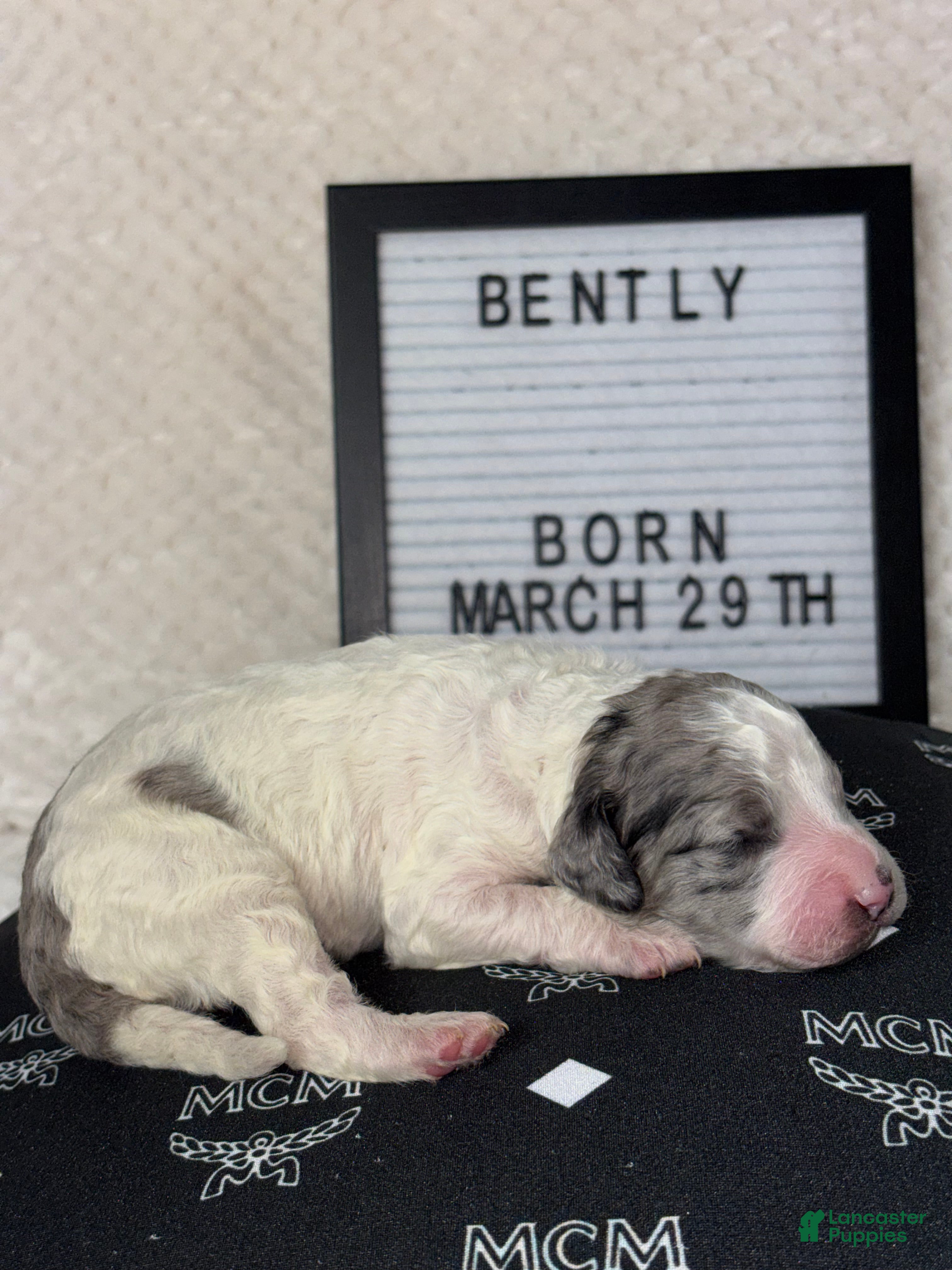 Mini Goldendoodle dogs for sale: Mini Goldendoodle Puppy 6 - Ad 3