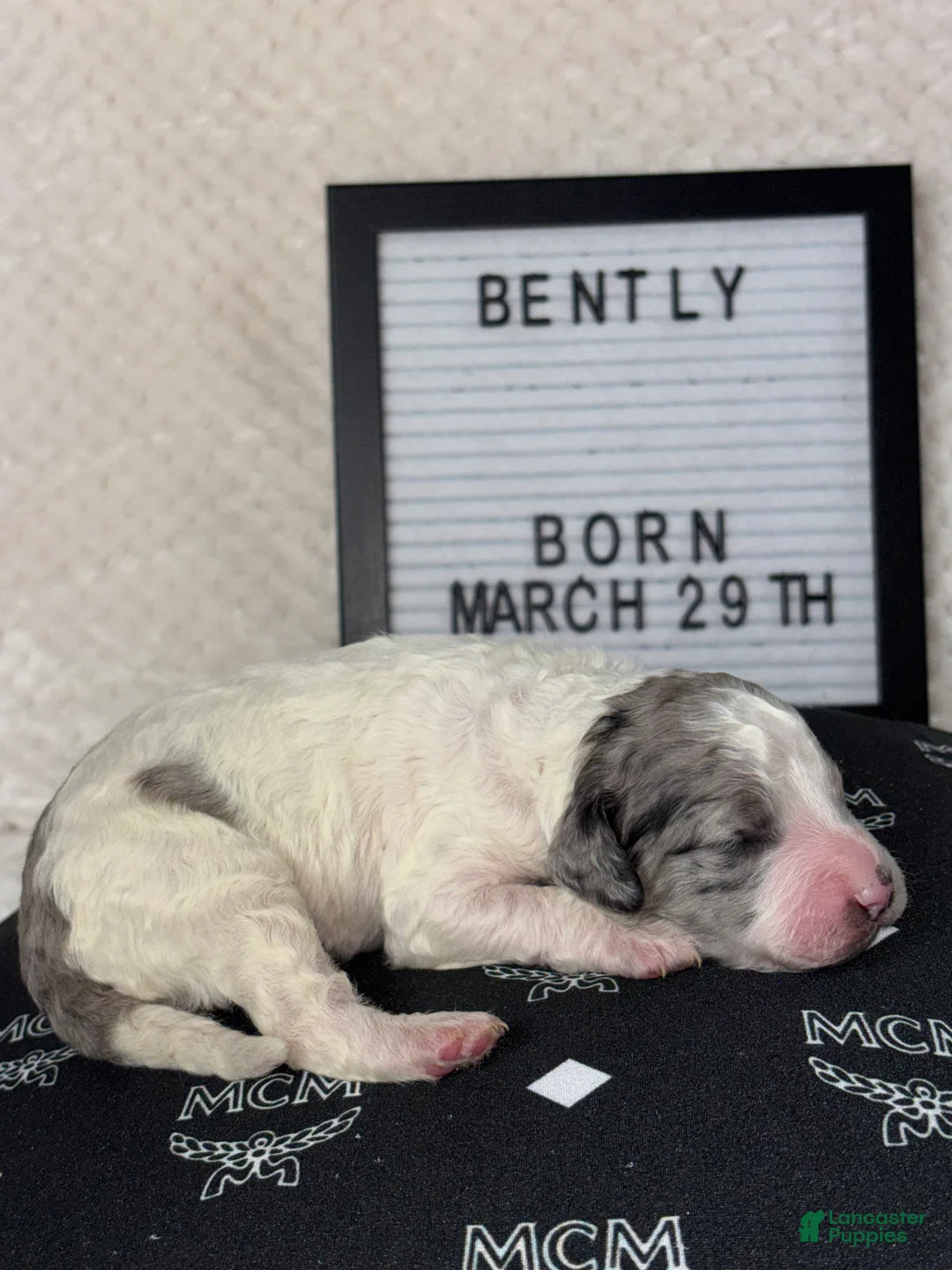 Mini Goldendoodle dogs for sale: Mini Goldendoodle Puppy 6 - Ad 1