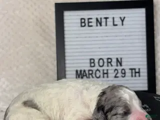 Mini Goldendoodle dogs for sale: Mini Goldendoodle Puppy 6 - Ad 3