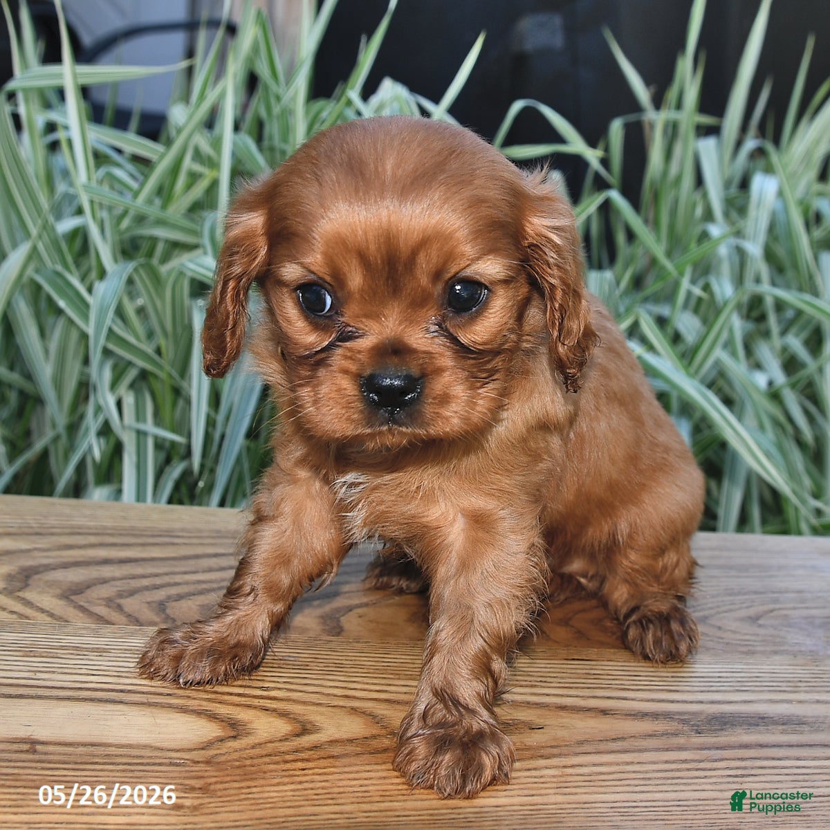 Cavalier King Charles Spaniel dogs Toby - Ad 2