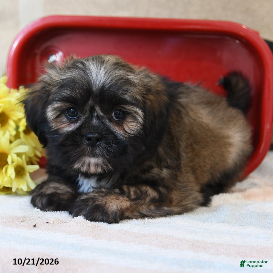 Shih Tzu dogs for sale: Smores - Ad 2