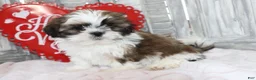 Shih Tzu dogs for sale: Joey  - Ad 4
