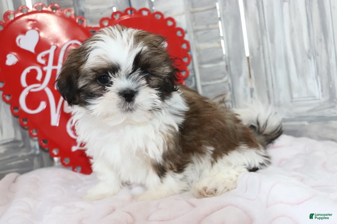 Shih Tzu dogs for sale: Joey  - Ad 4
