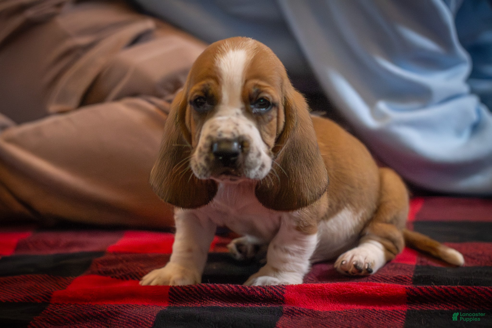 Basset Hound dogs Winston  - Ad 1