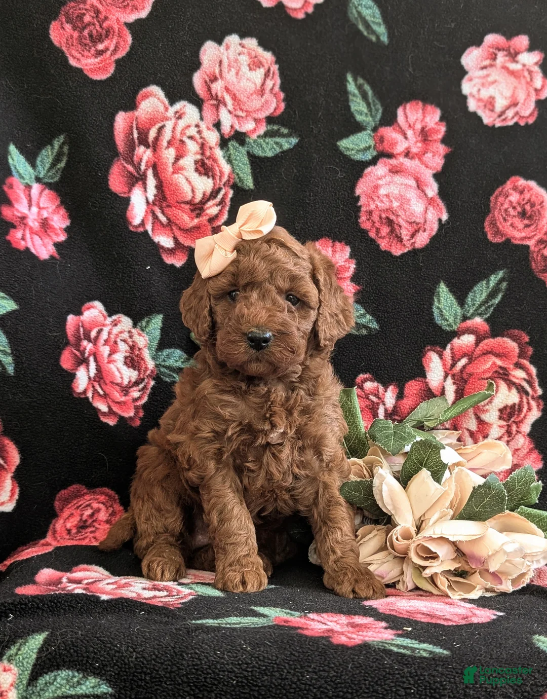 Mini Goldendoodle dogs for sale: Keira Hypoallergenic - Ad 1