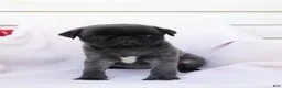 Pug dogs for sale: Sara - Ad 1