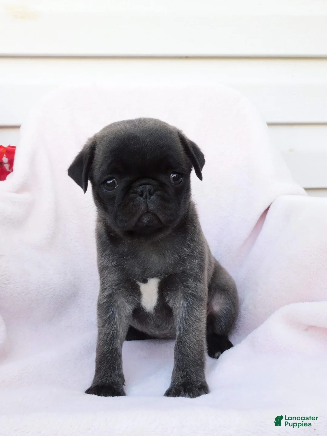 Pug dogs for sale: Sara - Ad 1