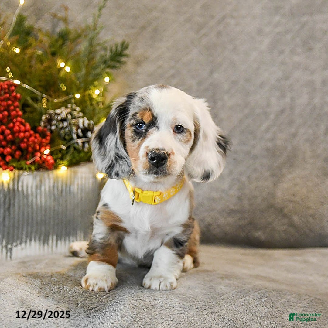 Dachshund dogs for sale: Taffy - Ad 3