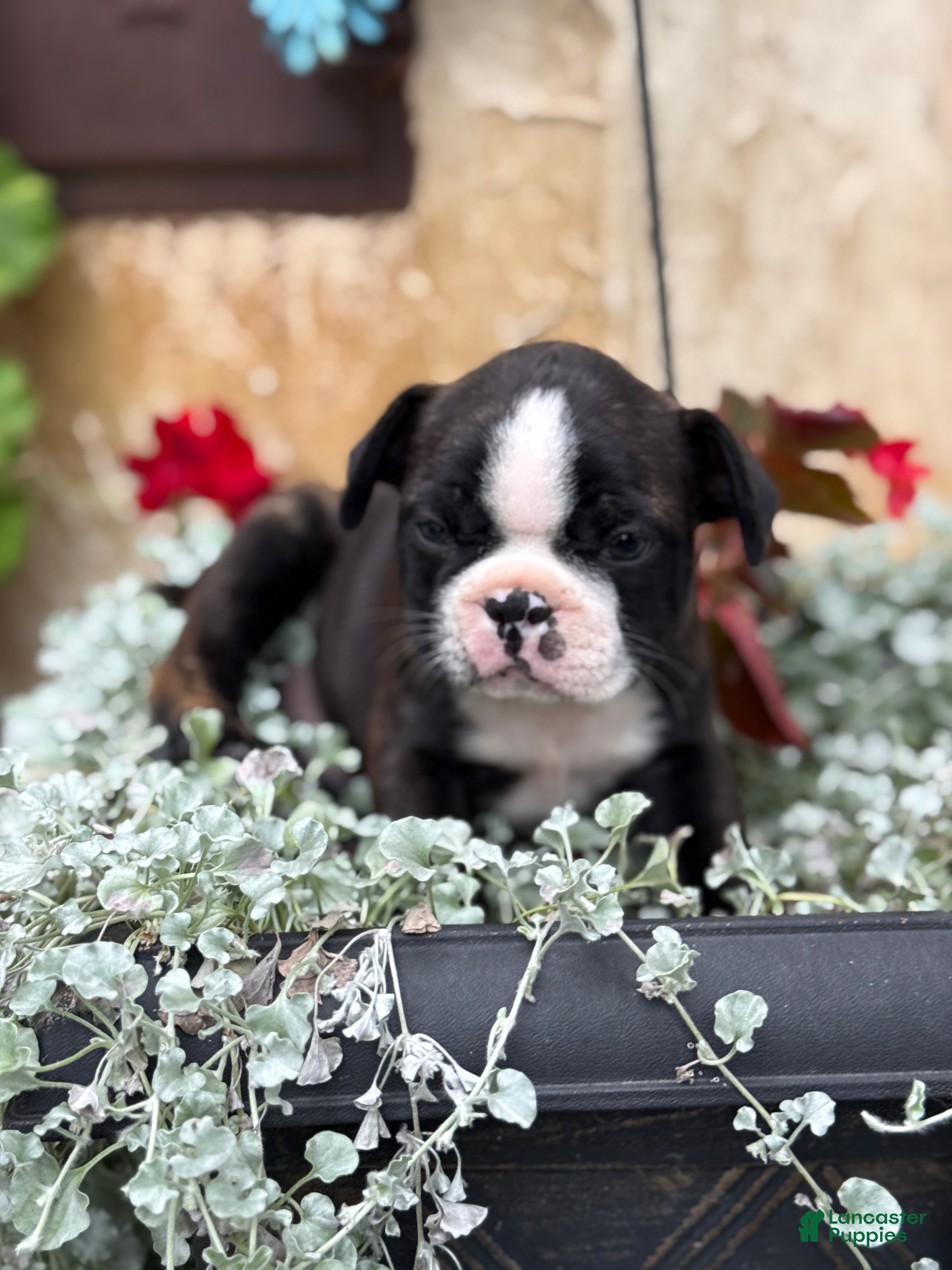 Boston Terrier dogs Keeth - Ad 2