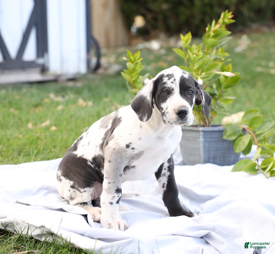 Great Dane dogs for sale: Bailey - Ad 3