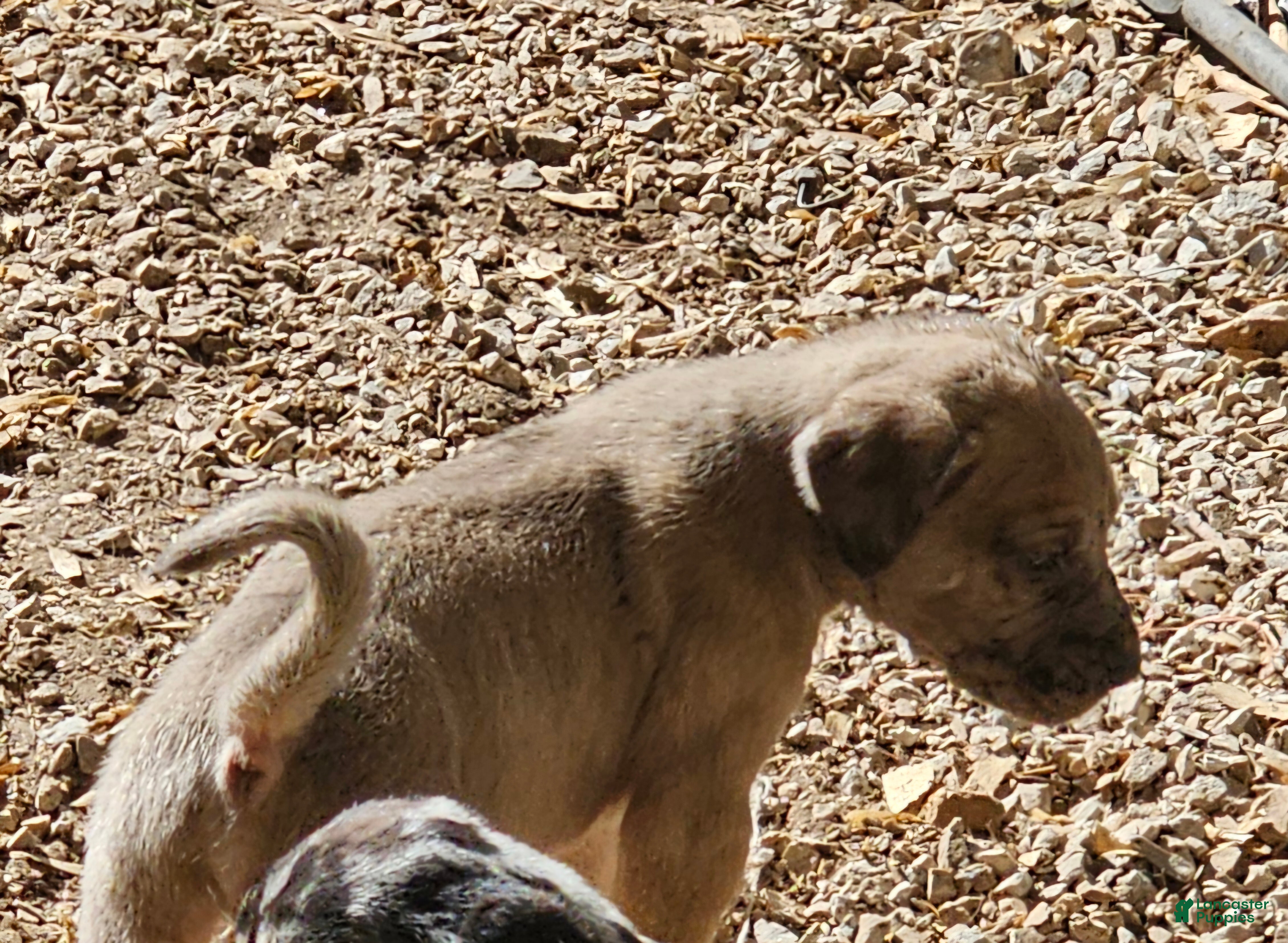 Mixed Breed dogs Bambi - Ad 24