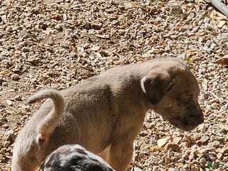 Mixed Breed dogs Bambi - Ad 15