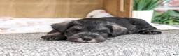 Miniature Schnauzer dogs for sale: Trenton - Ad 4