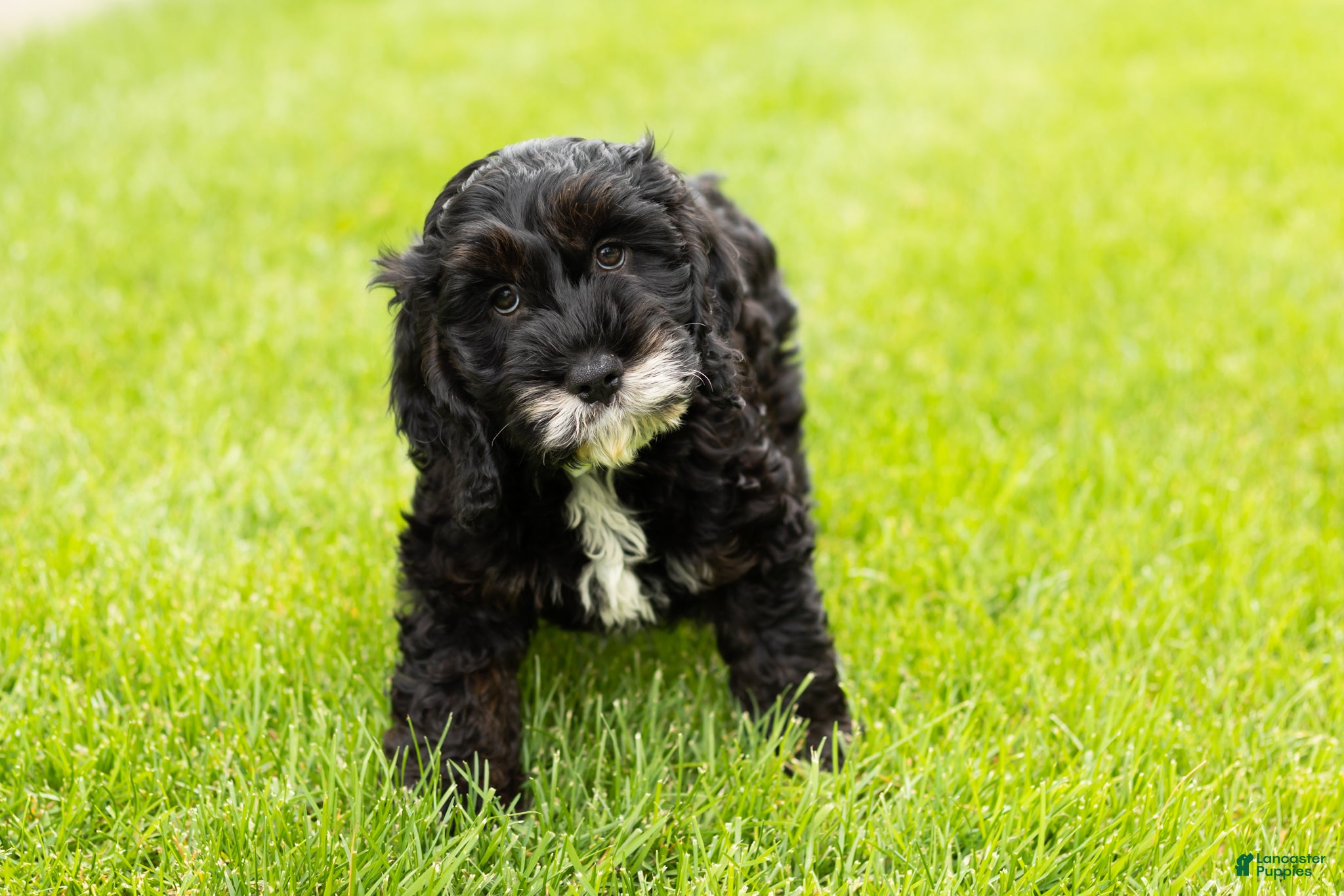 Cockapoo dogs Buster  - Ad 23