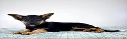 Mixed Breed dogs for sale: Xena - Ad 5