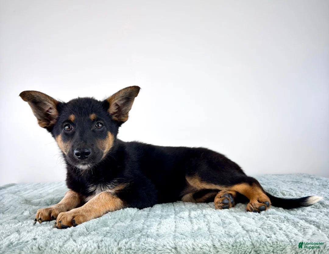 Mixed Breed dogs for sale: Xena - Ad 5