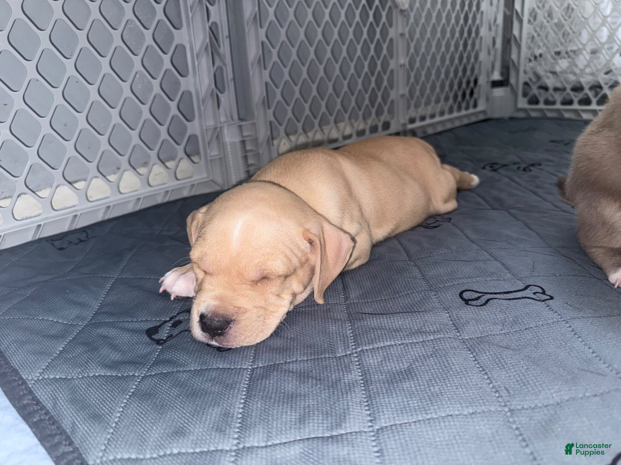 American Bully dogs American Bully Puppy 2 M&M - Ad 32