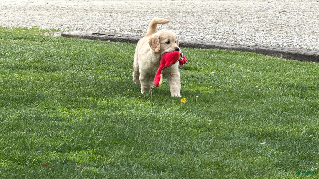 Golden Retriever dogs for sale: Mike - Ad 8