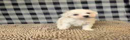 Bichon Frise dogs for sale: Lee - Ad 3