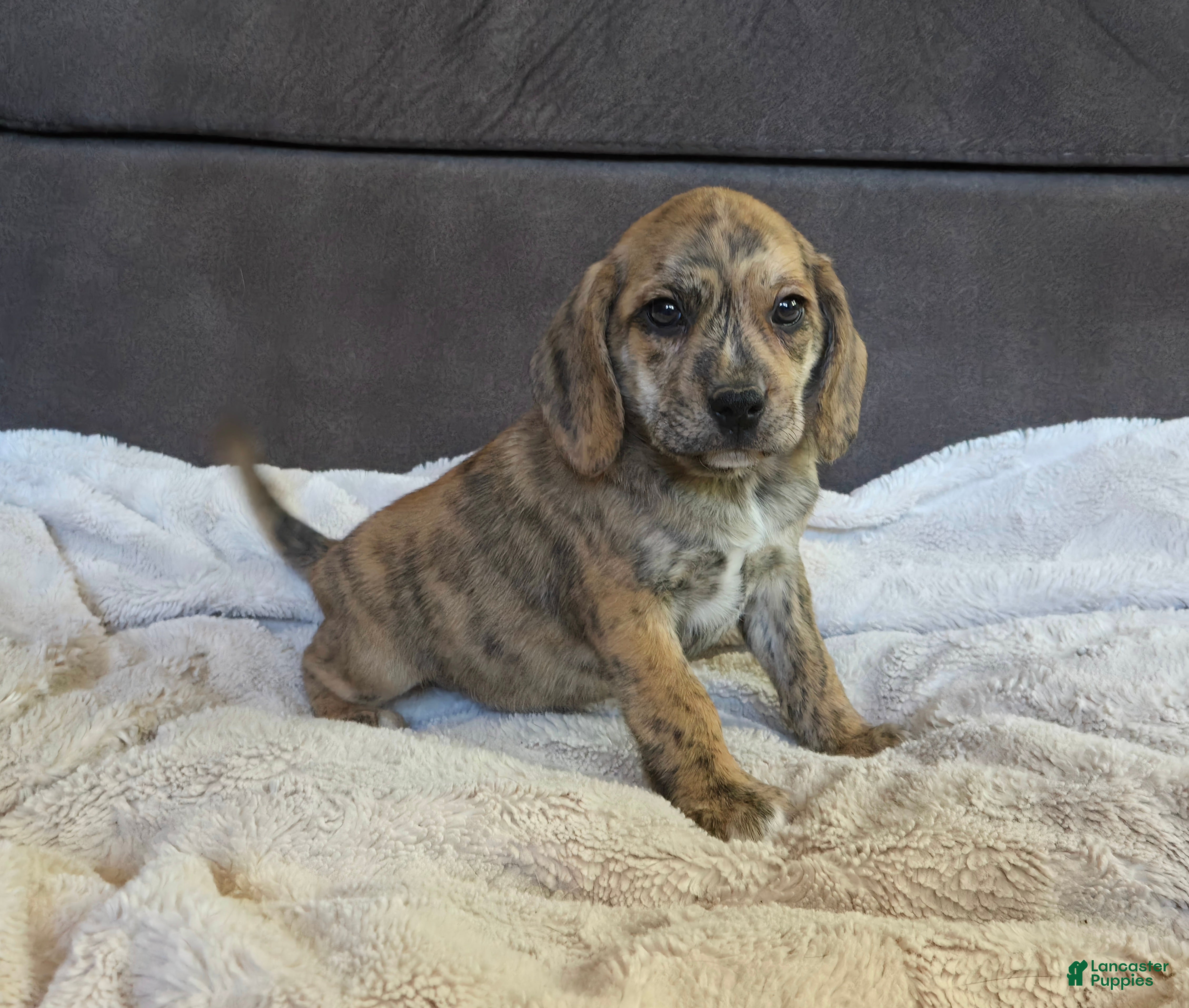 Puggle dogs Theo - Ad 31