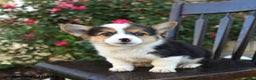 Welsh Corgi Pembroke dogs for sale: Cowboy - Ad 2
